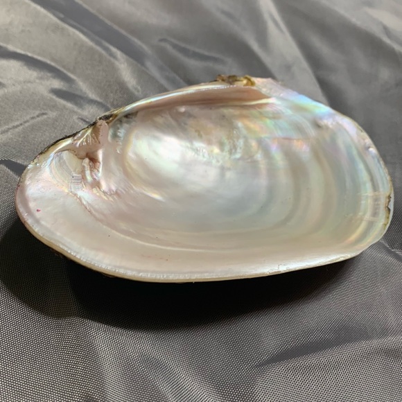 Seashell beach decor - Picture 3 of 4